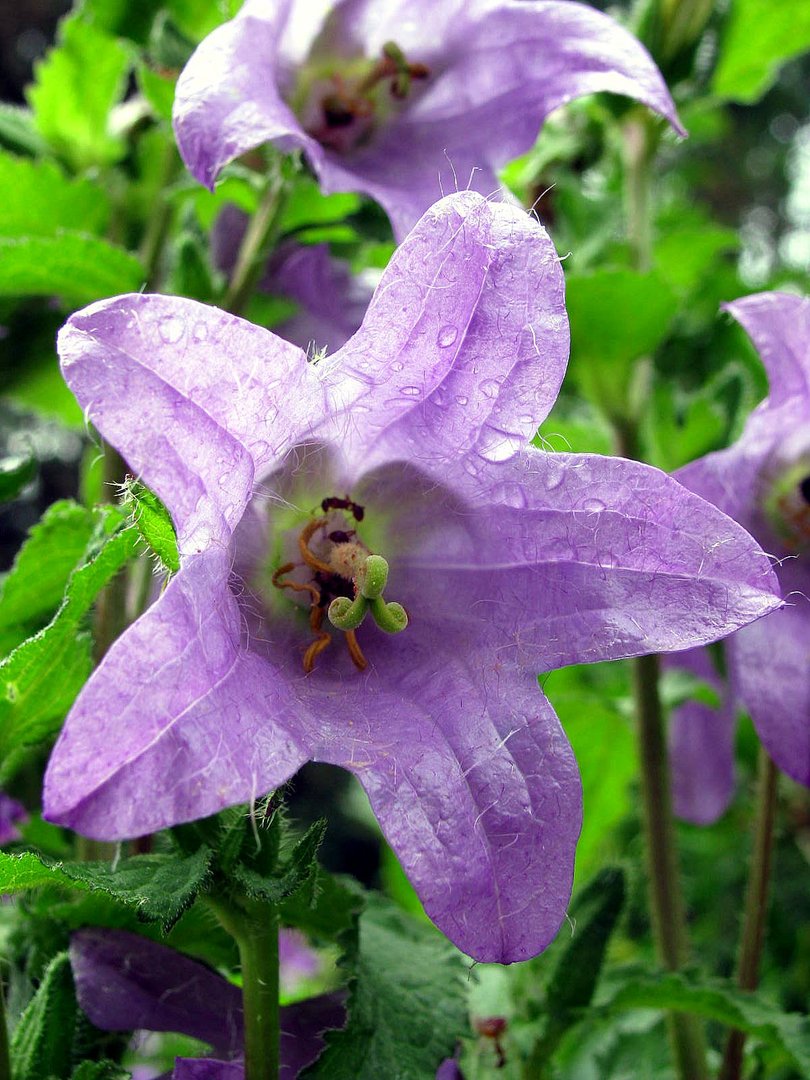 Eine Blüte verkündigt zugleich Gegenwart und Zukunft.