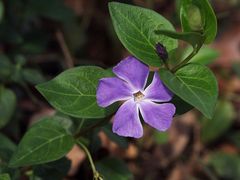 Eine Blüte vom letzten Sommer