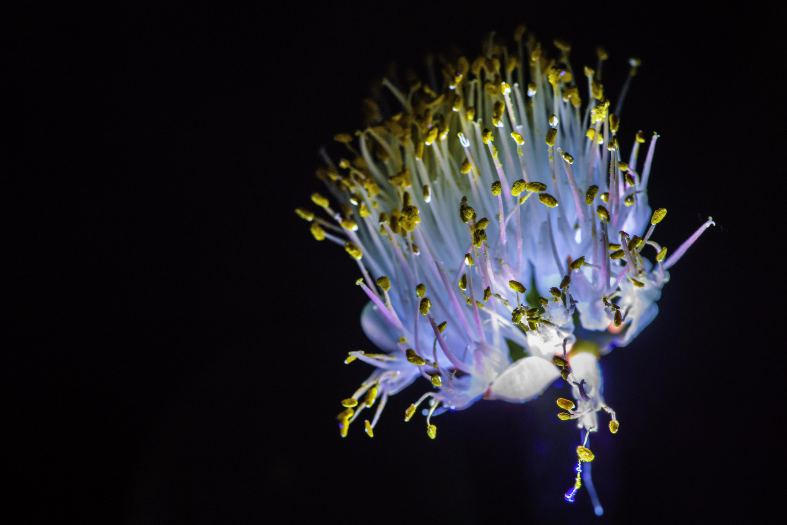 eine Blüte von gestern, getaschenlampt