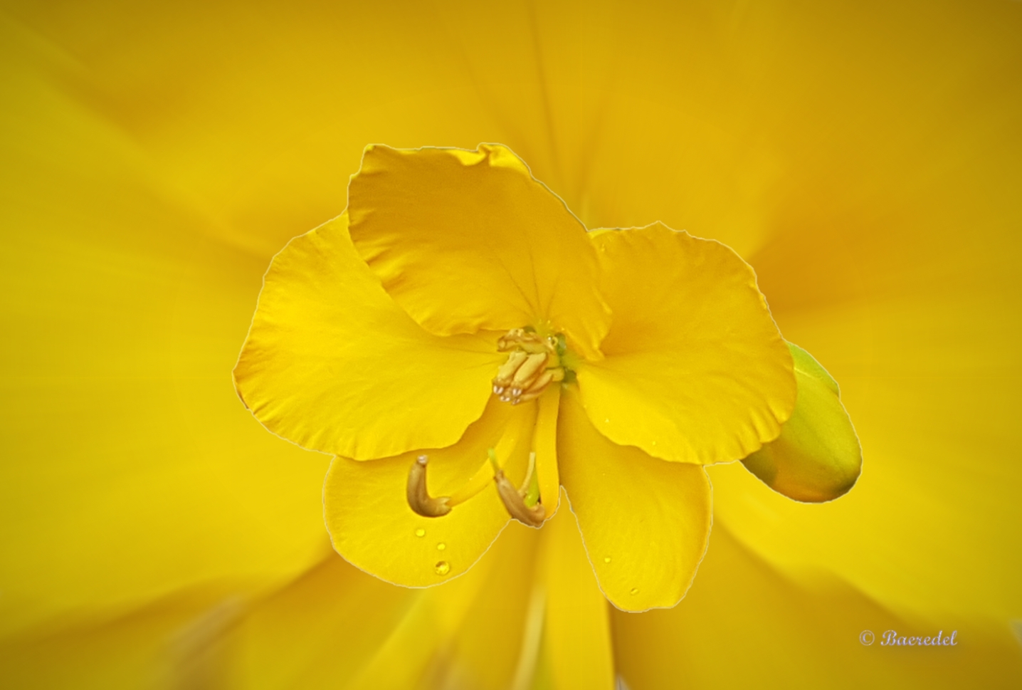 Eine Blüte von vielen... die ähnlich sind...