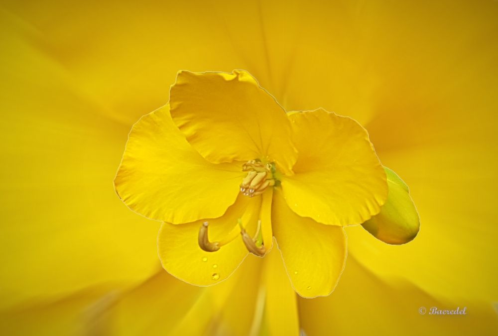 Eine Blüte von vielen... die ähnlich sind...