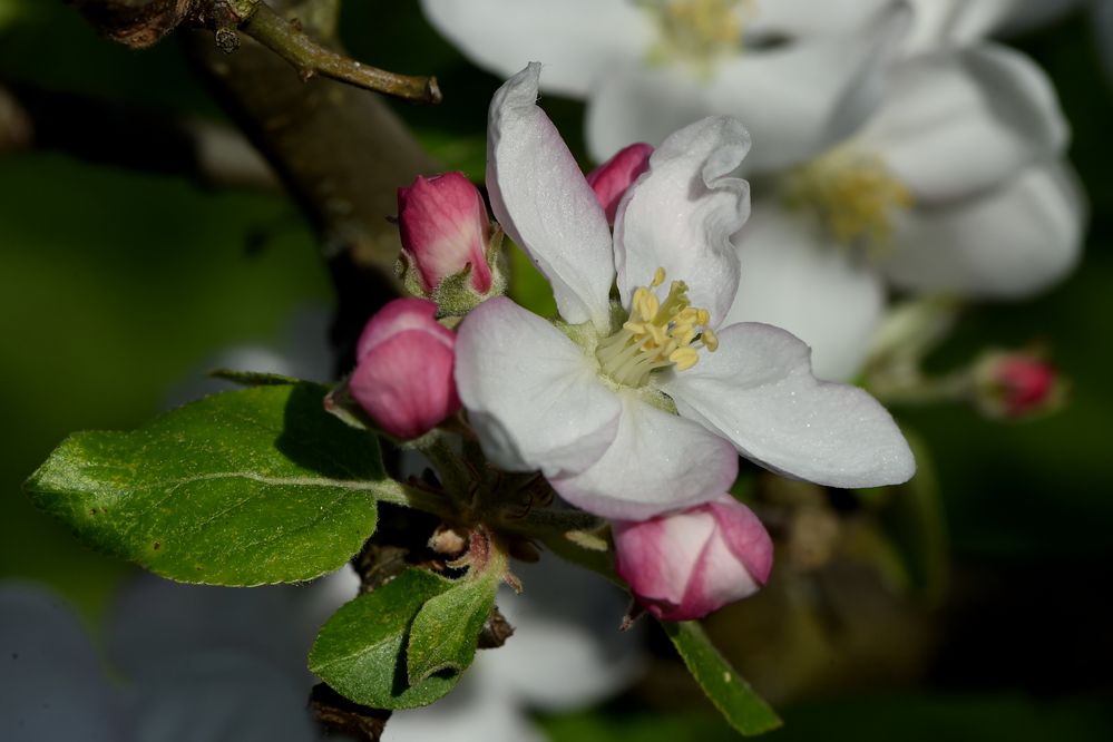 Eine Blüte von vielen