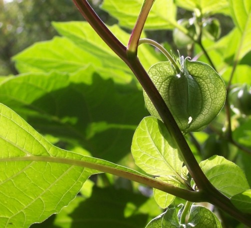 Eine Blüte wartet