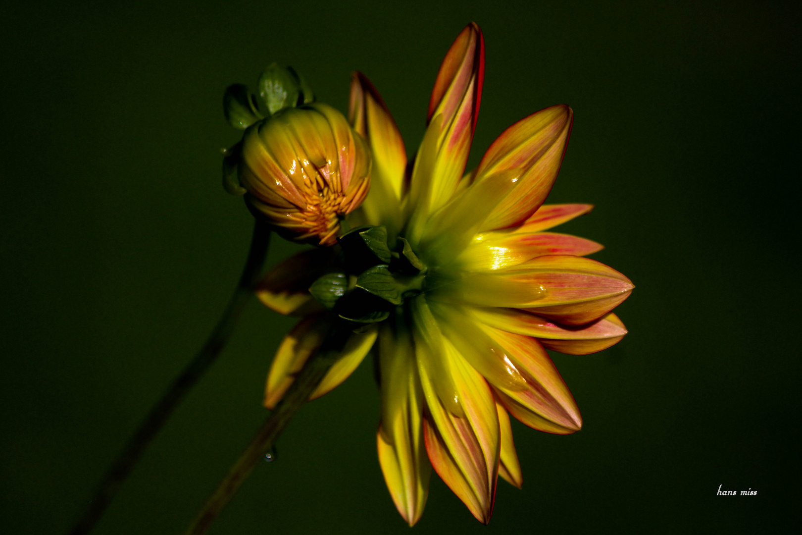 eine Blüte wie aus Wachs