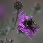 "Eine Blüte zum Kuscheln"