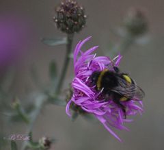 "Eine Blüte zum Kuscheln"