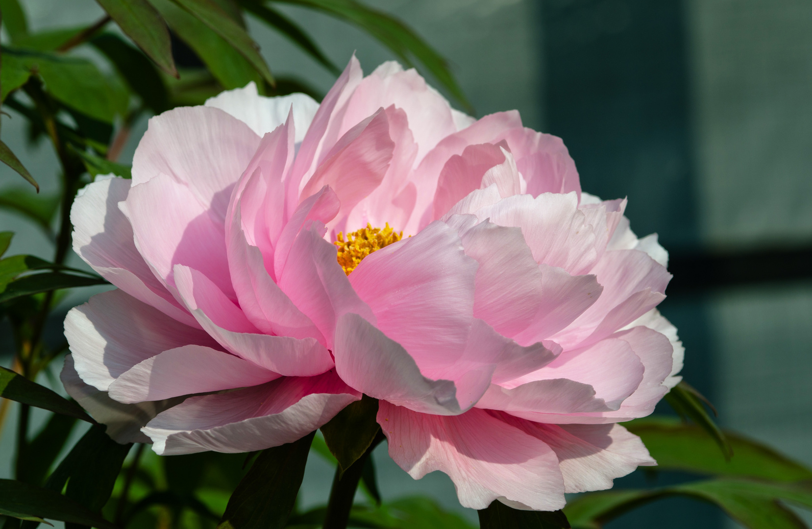 Eine Blüte zum Ostersonntag