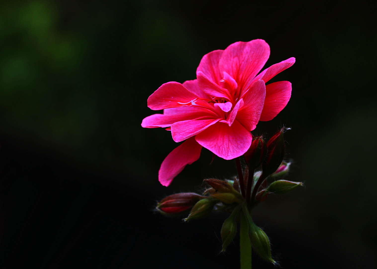 eine Blüte zum Wochenbeginn 