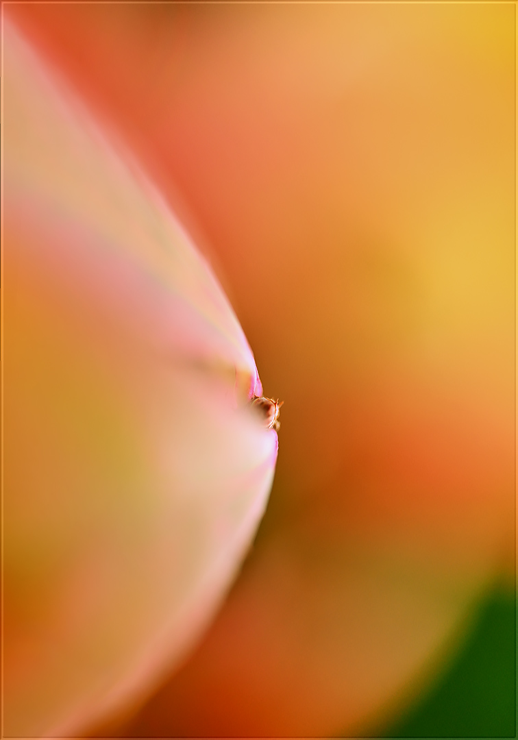 eine blütenknospe aus meinem garten ...