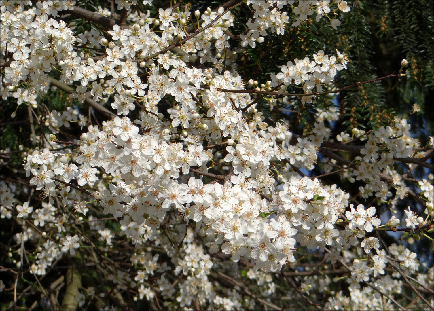 eine Blüten"wolke"