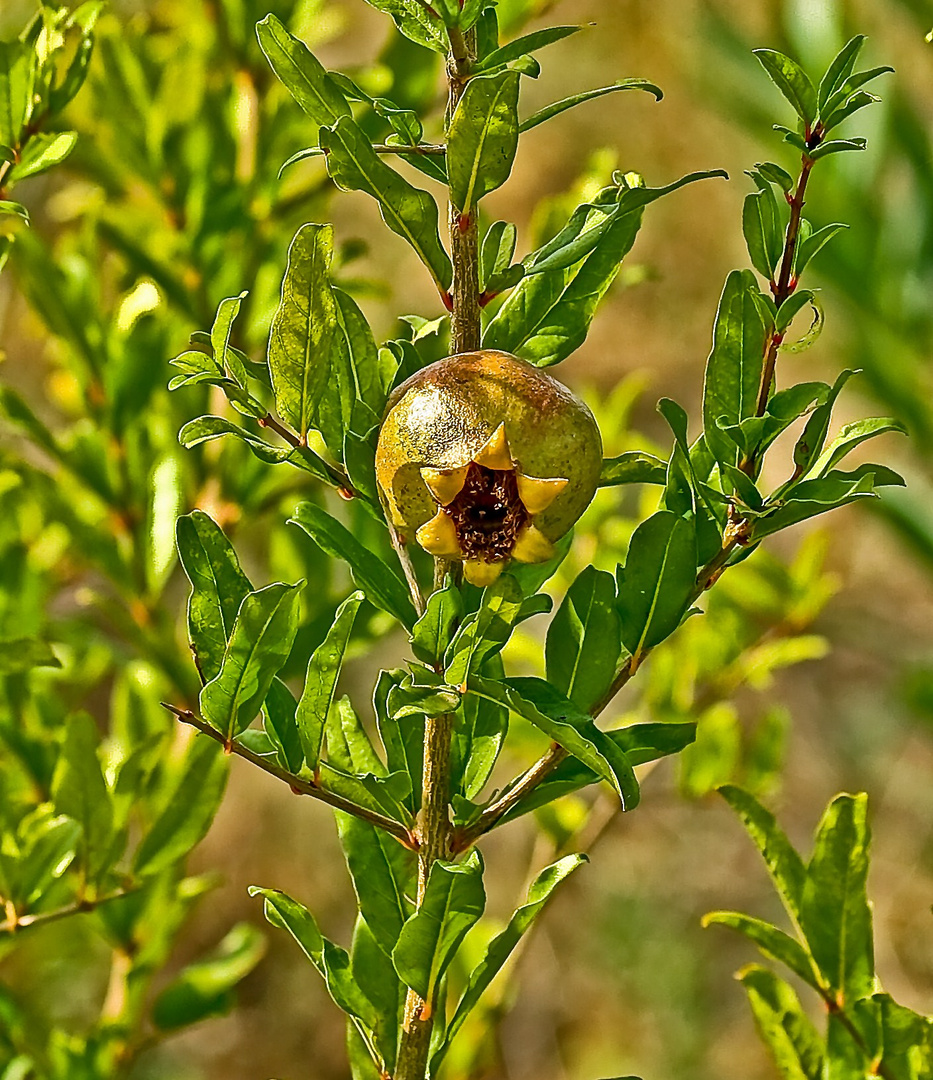 Eine Blume?