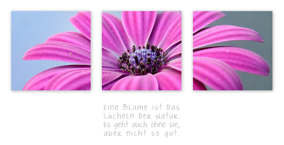 [ eine blume... ]