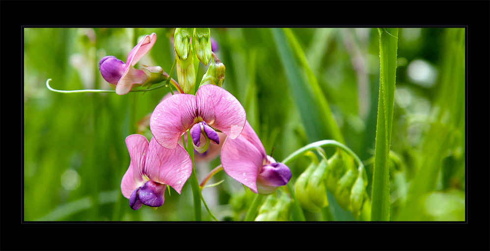 Eine Blume