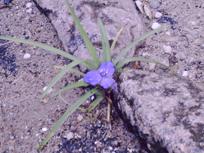 Eine Blume Am Strassenrand