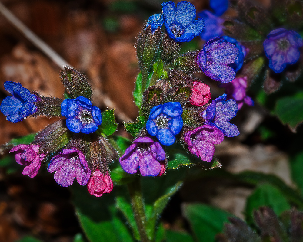 Eine Blume am Wegesrand