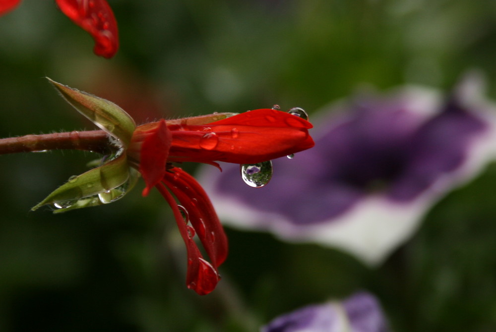 Eine Blume auf dem Weg zu'm Tierpark in Recklinghausen