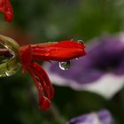 Eine Blume auf dem Weg zu'm Tierpark in Recklinghausen