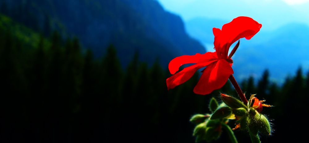 Eine Blume auf der Rohrkopfhütte in Allgäu