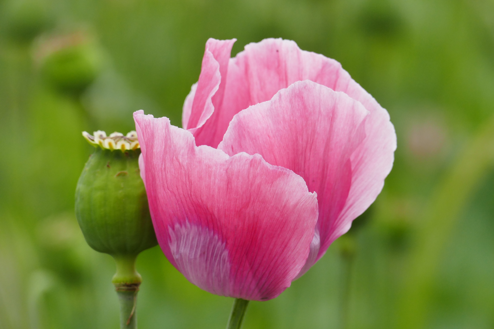 ...eine Blume aus Deiner Heimat zu Deinem besonderen Geburtstag...