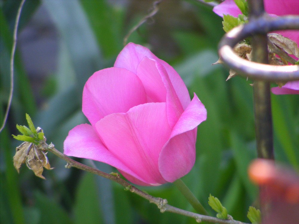 eine Blume aus dem garten