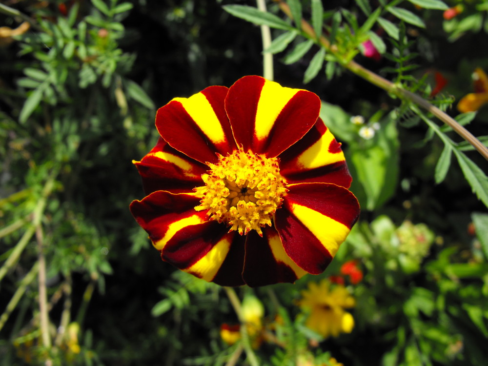 Eine Blume aus dem Schlossgarten von Sanssouci.