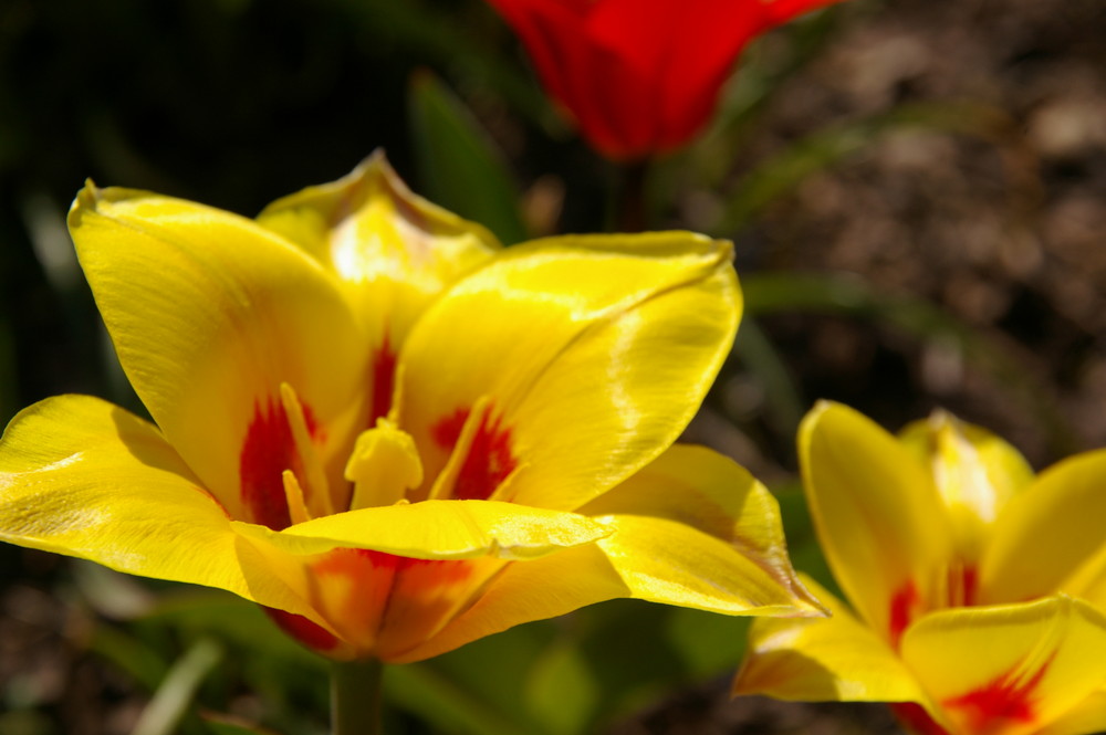 Eine Blume aus unserem Garten