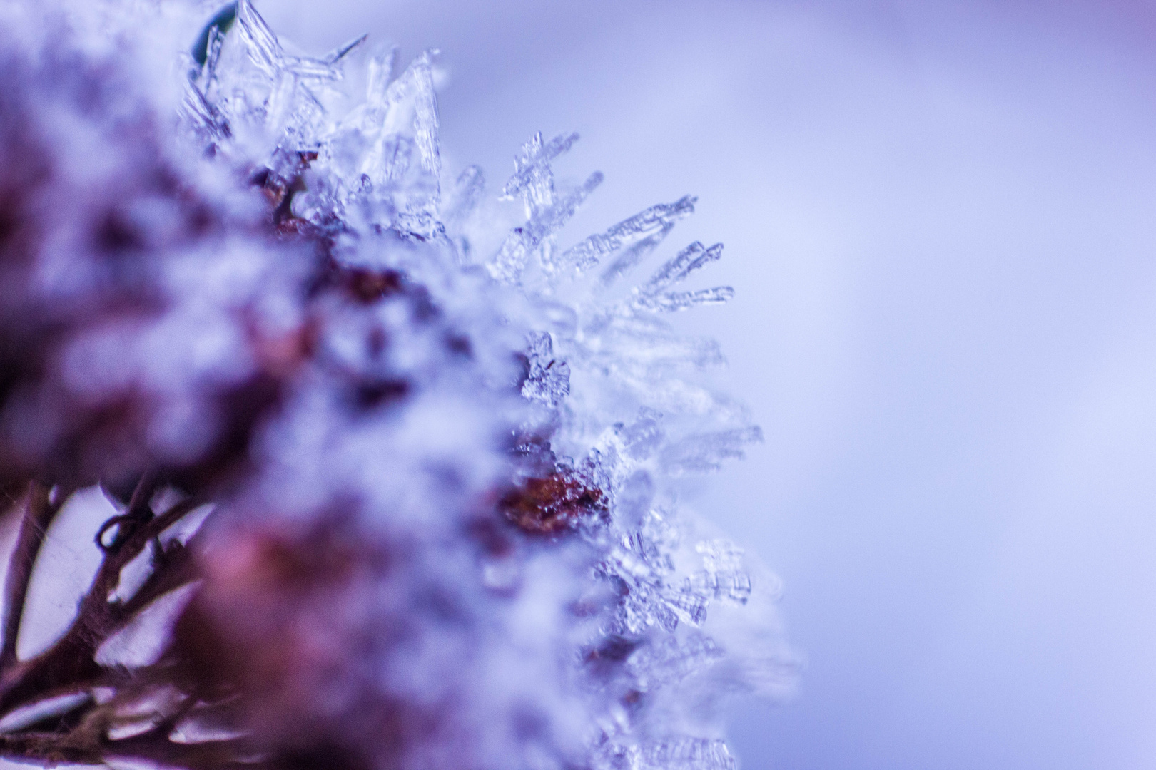 Eine Blume beim eisigen Frost