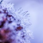 Eine Blume beim eisigen Frost