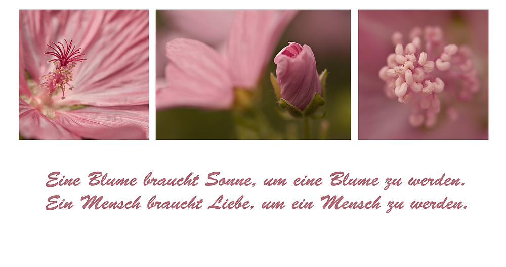 Eine Blume braucht Sonne, .....