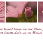 Eine Blume braucht Sonne, .....