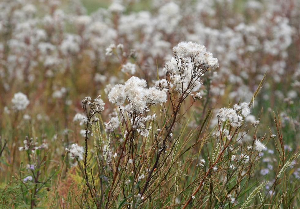 Eine Blume, die im Herbst Gebüsch im wolligen Mantel wird.