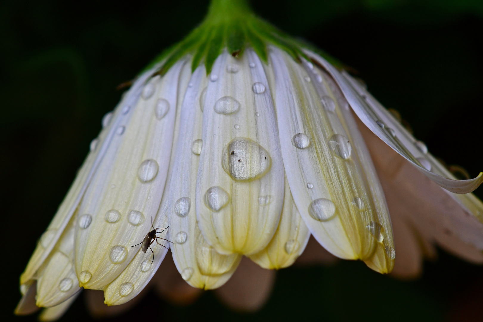 Eine Blume erwacht mit den Tränen der Nacht