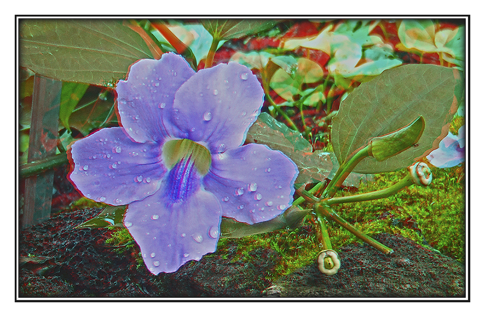 Eine Blume für... (3D)