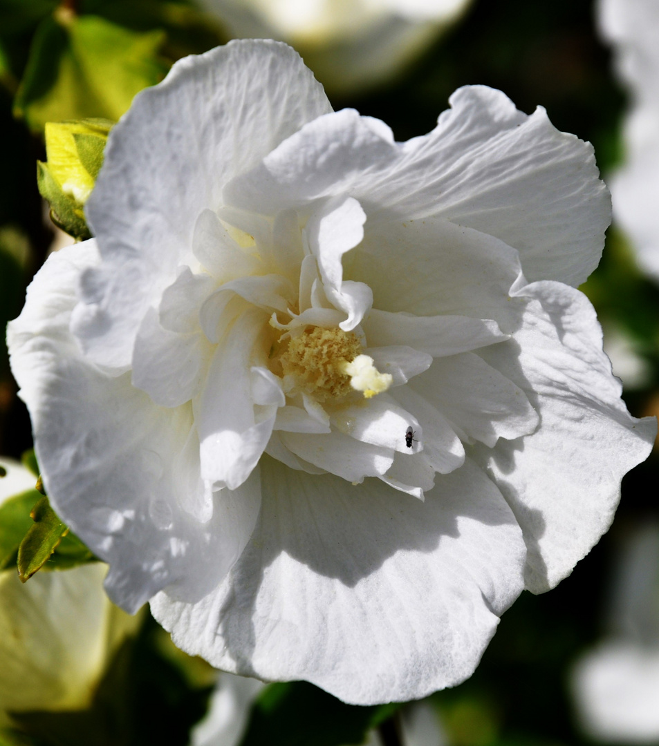 eine Blume für den Rest dieser Woche