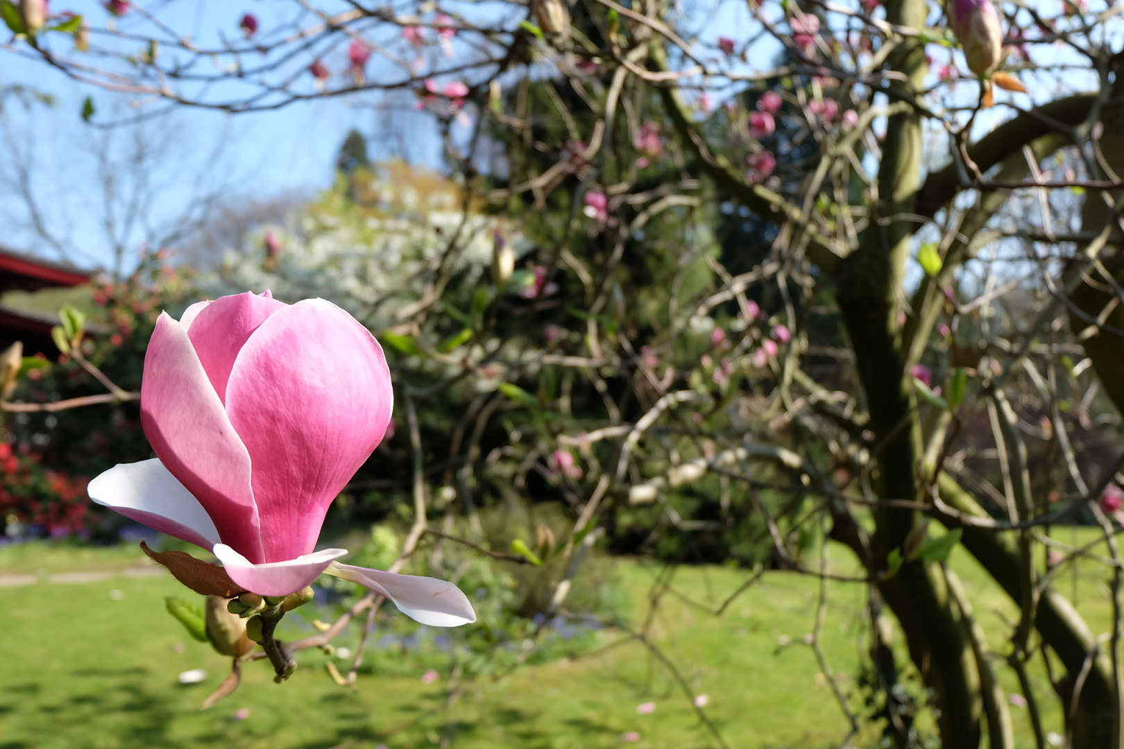 Eine Blume für dich