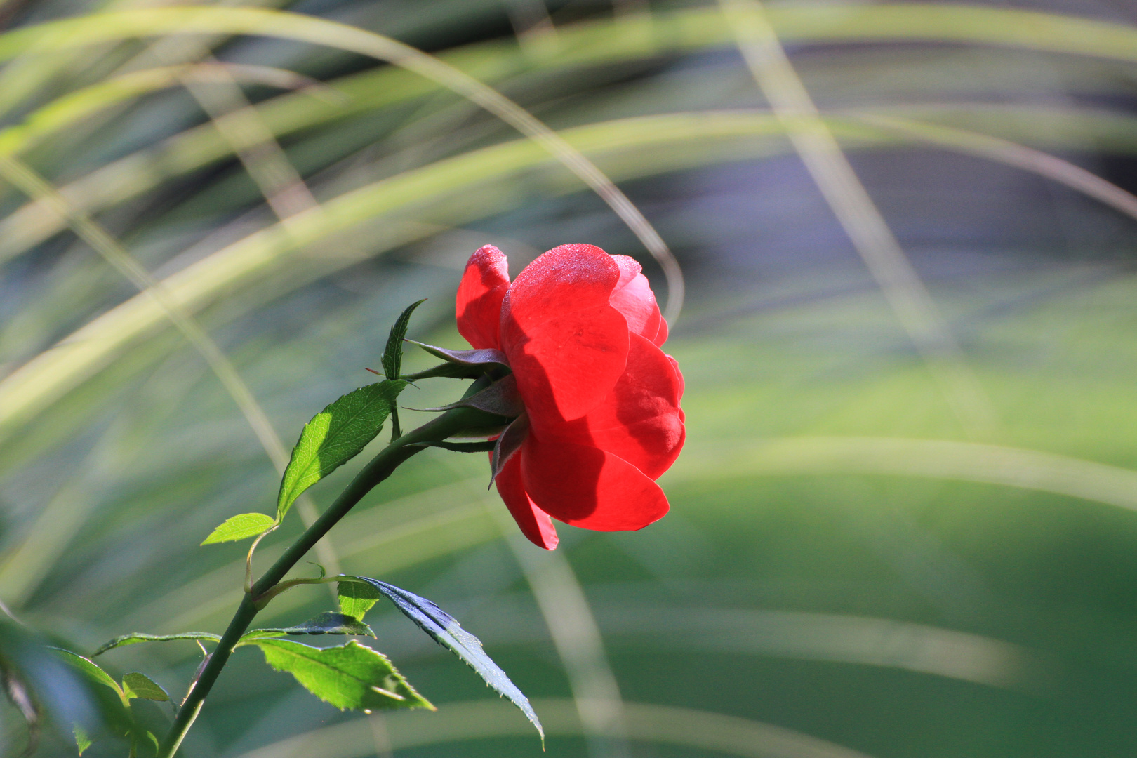 Eine Blume für dich