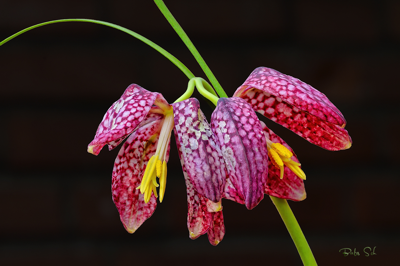 Eine Blume für Dich...