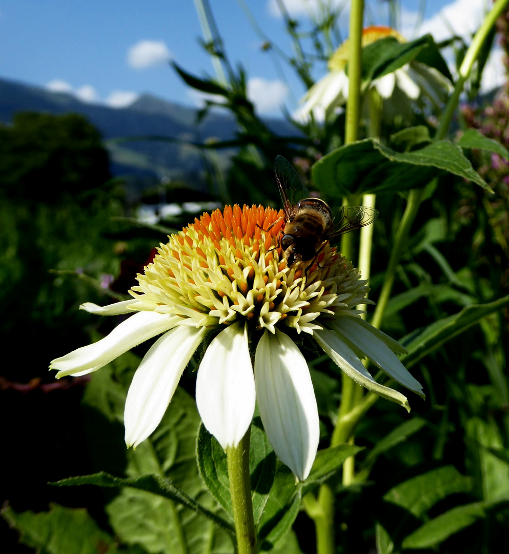 Eine Blume für "Jeden-Tag"