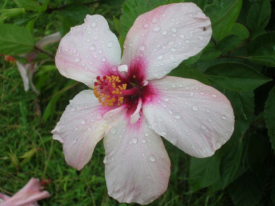 Eine Blume im Park