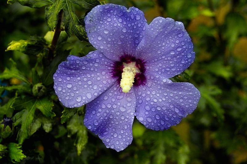 Eine Blume im Regen