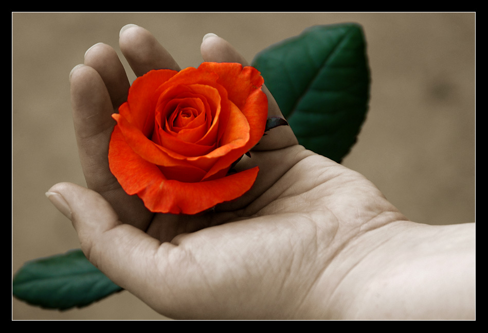 Eine Blume in ihrer Hand...