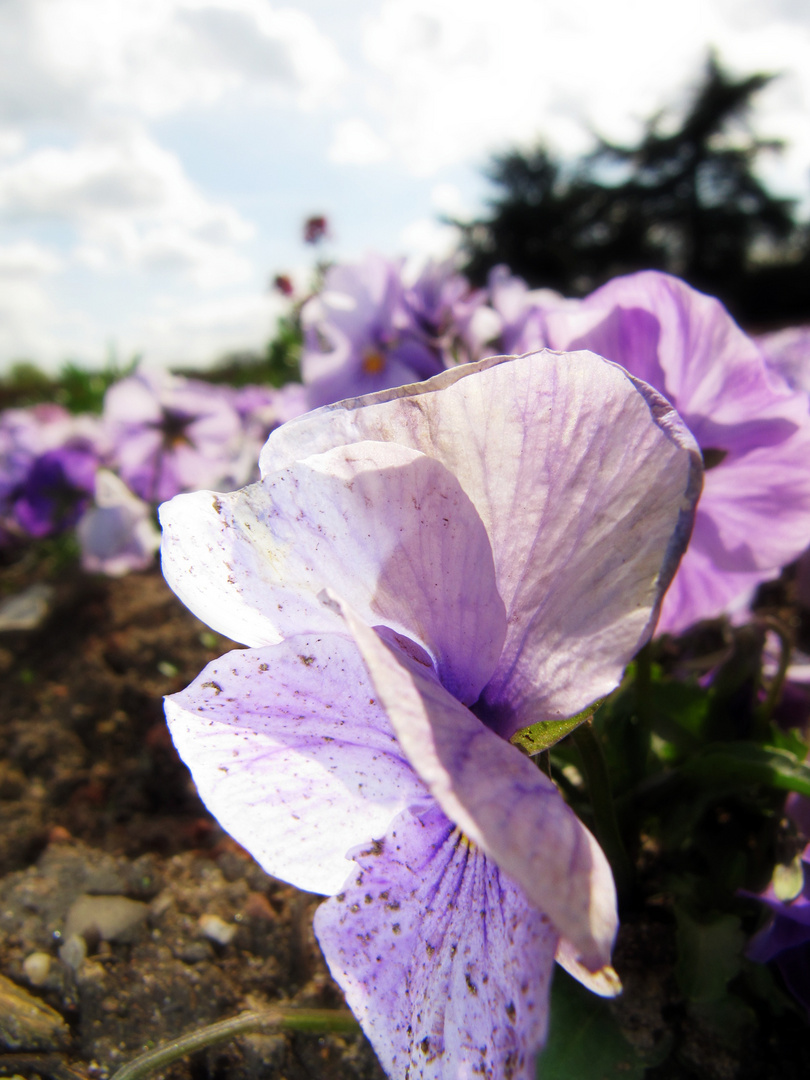 'Eine' Blume kommt selten allein!