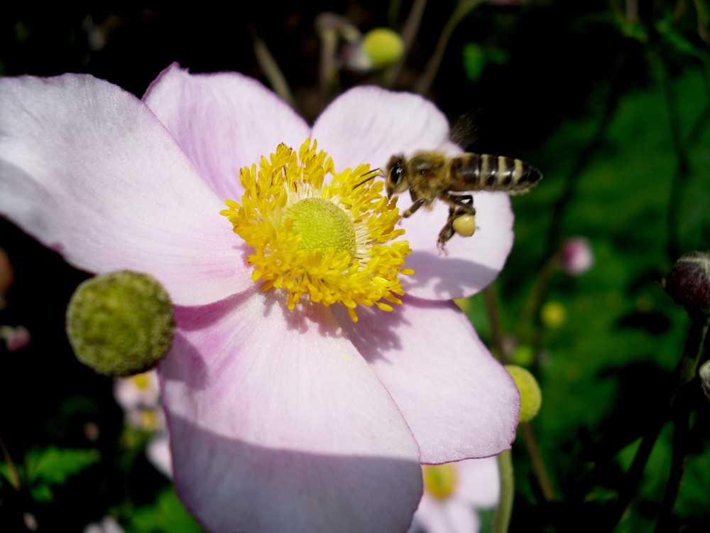 Eine Blume mit Biene