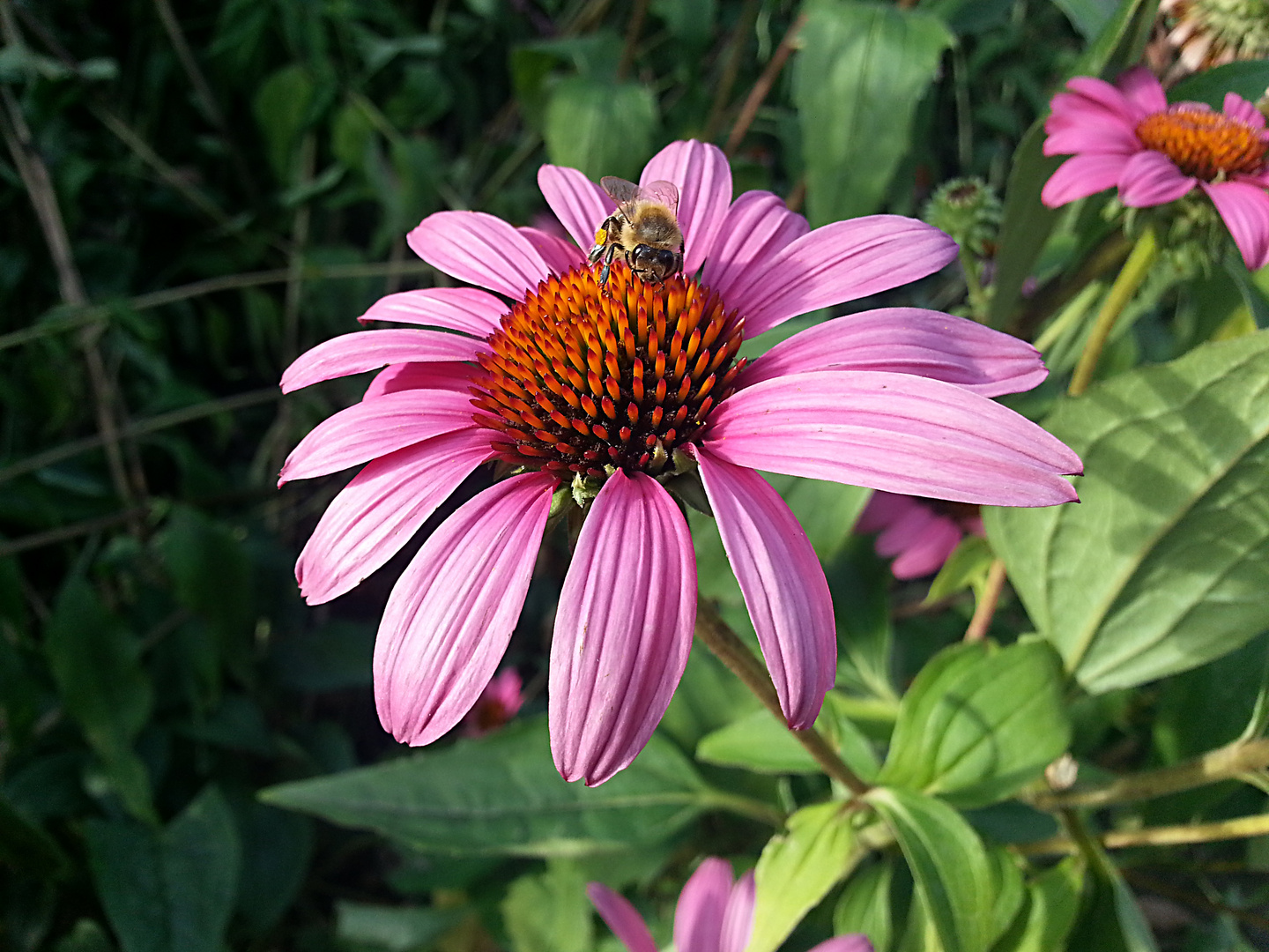 Eine Blume mit Biene im Westfalenpark Deutschland