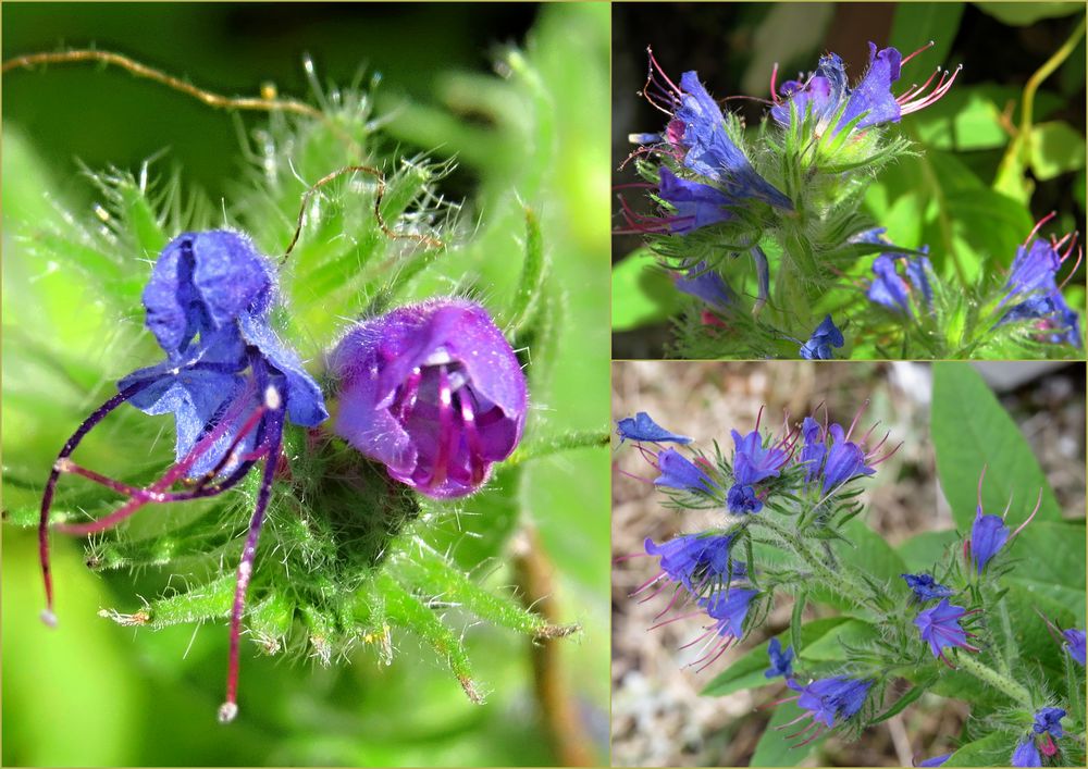 Eine Blume mit verschiedenen Farben