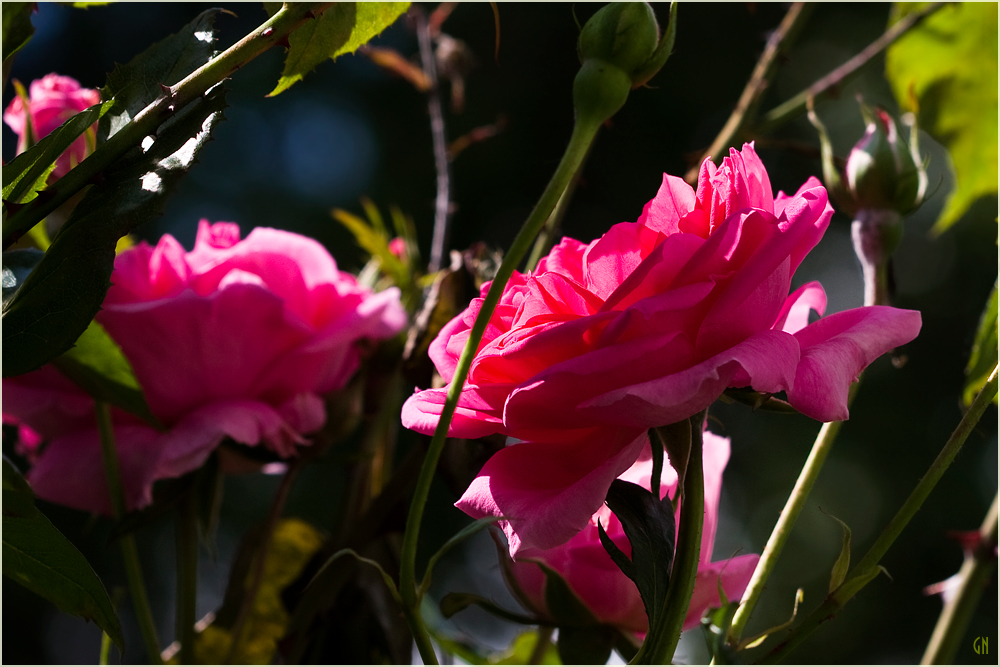 Eine Blume nur für Dich