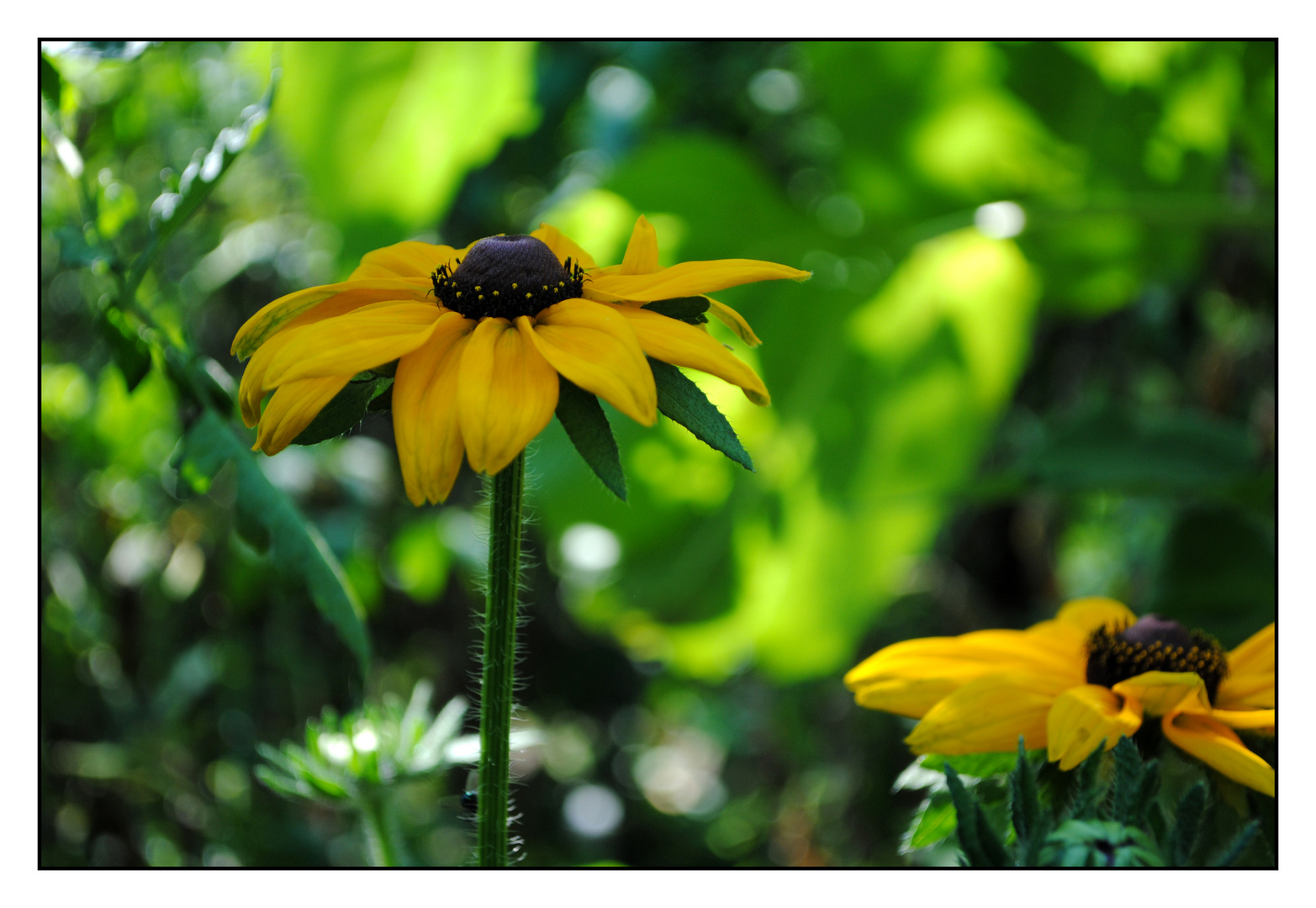 eine Blume schenke ich Dir