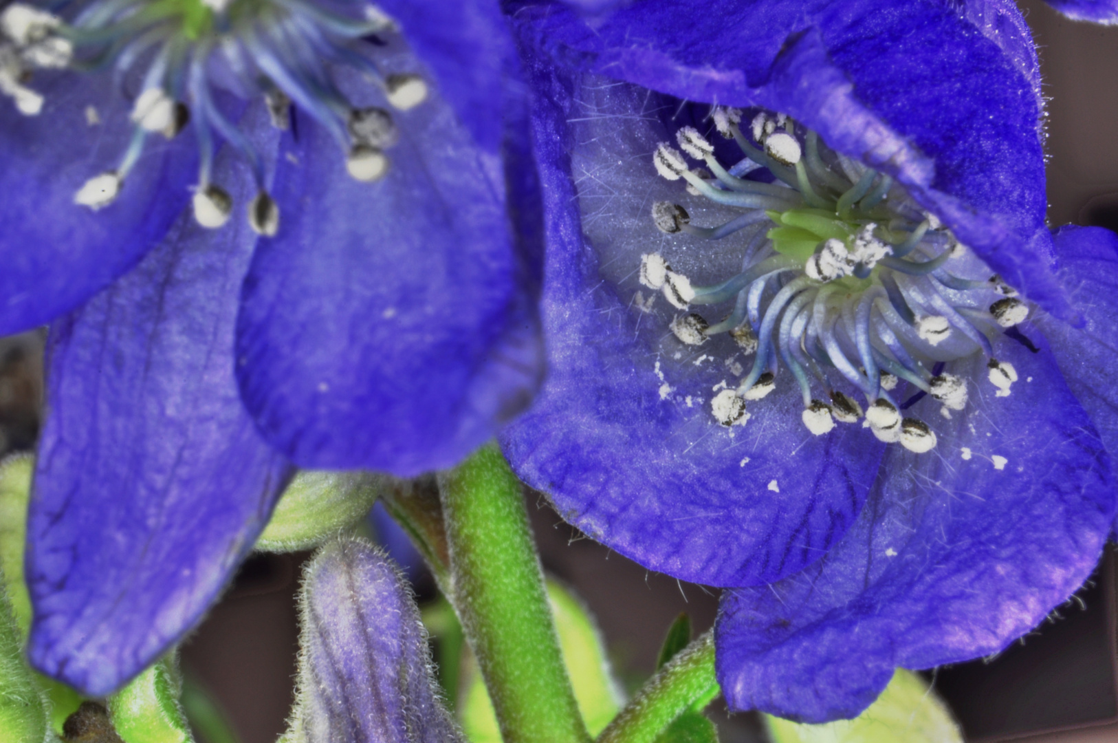 eine Blume sieht Blau