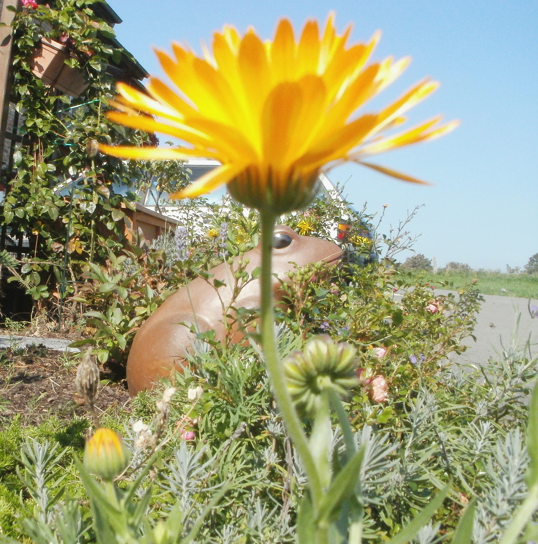 Eine Blume und ein Frosch