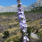 Eine Blume vor dem Biokovo-Massiv in Kroatien